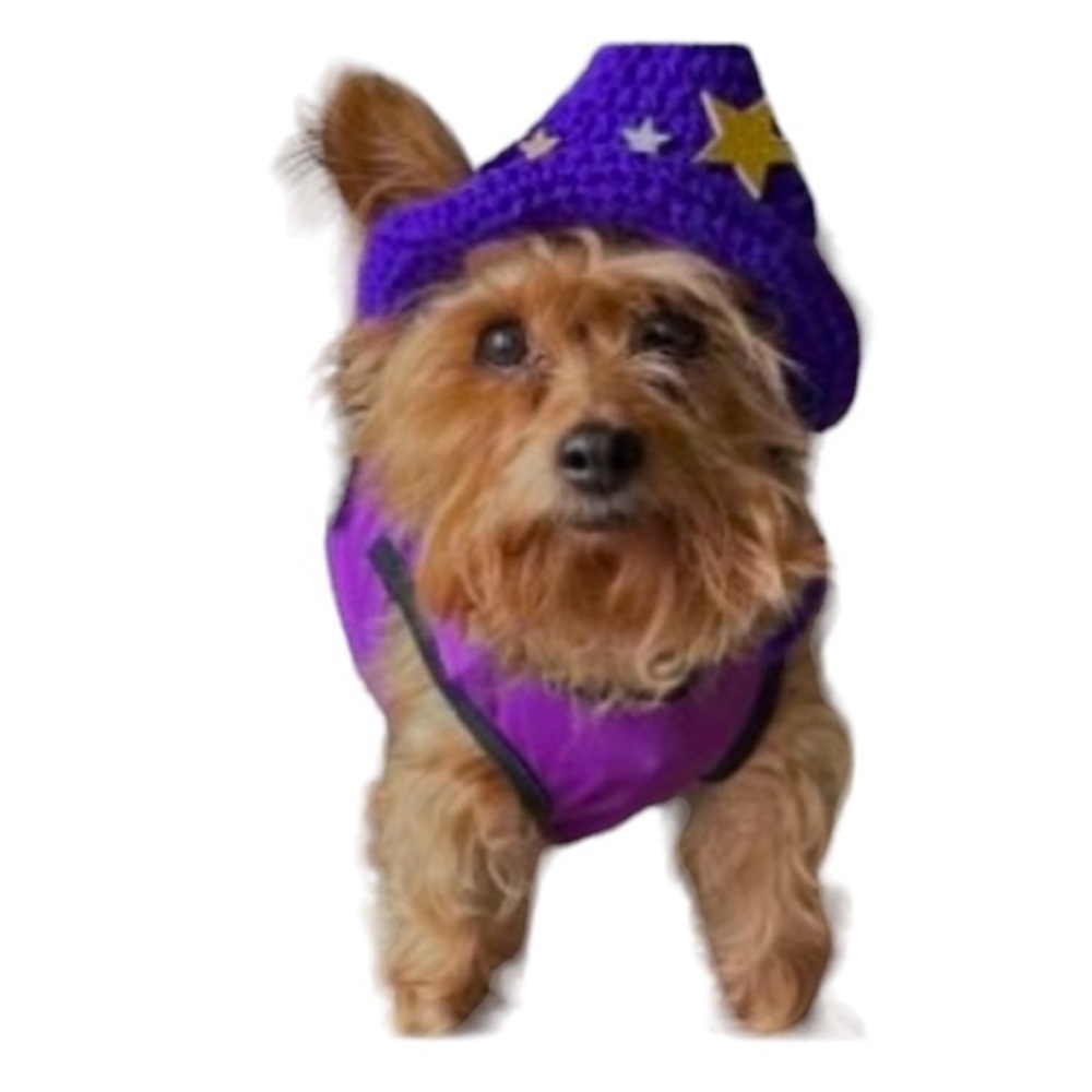 Yorkie Halloween costumes mommy’s lil witch dog purple crotchet hat Small dress